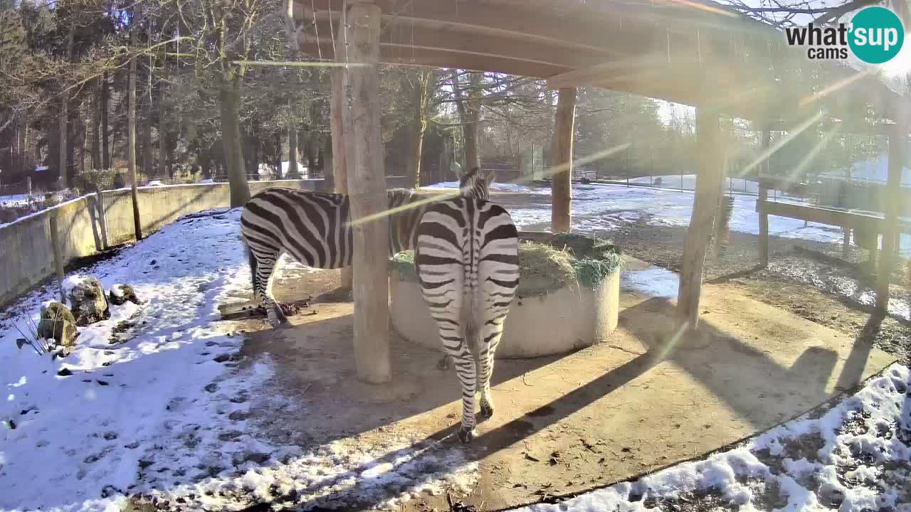 Le Zebre nello ZOO di Ljubljana – Slovenia Live webcam