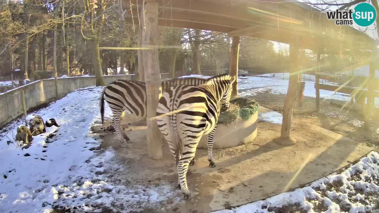 Live webcam Zebras in Ljubljana ZOO – Slovenia