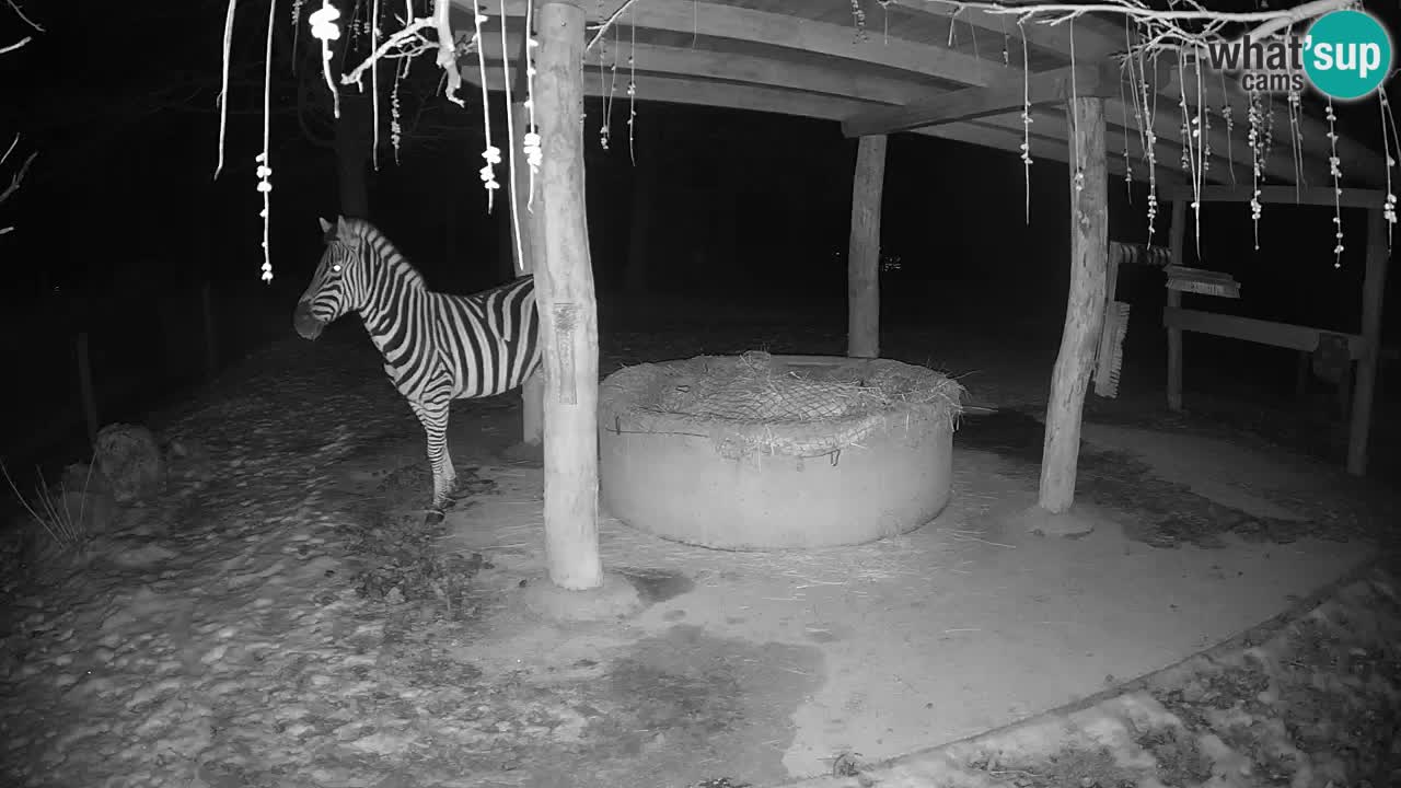 Zebre v živo v živalskem vrtu Ljubljana ZOO spletne kamere