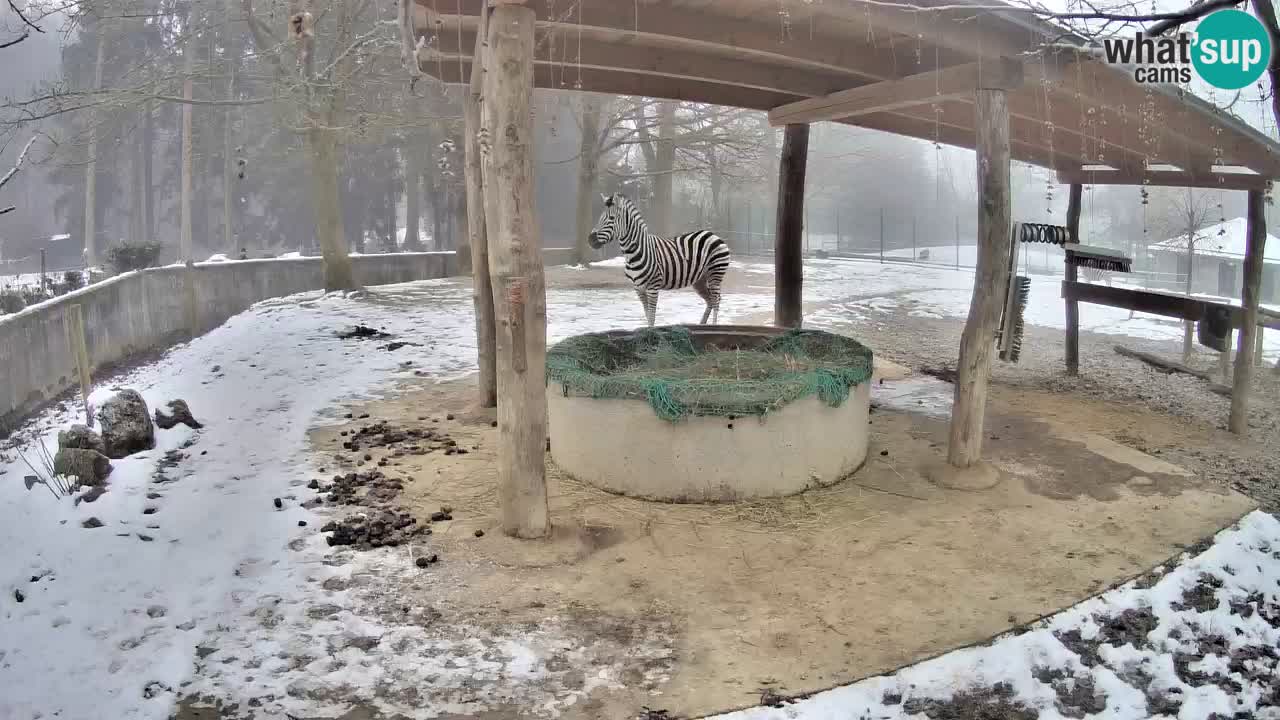 Le Zebre nello ZOO di Ljubljana – Slovenia Live webcam