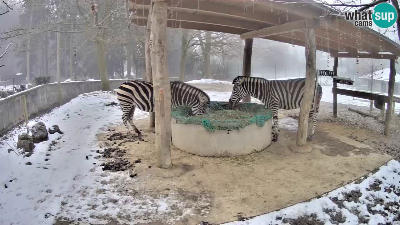 Camera en vivo Cebras in Ljubljana ZOO – Eslovenia