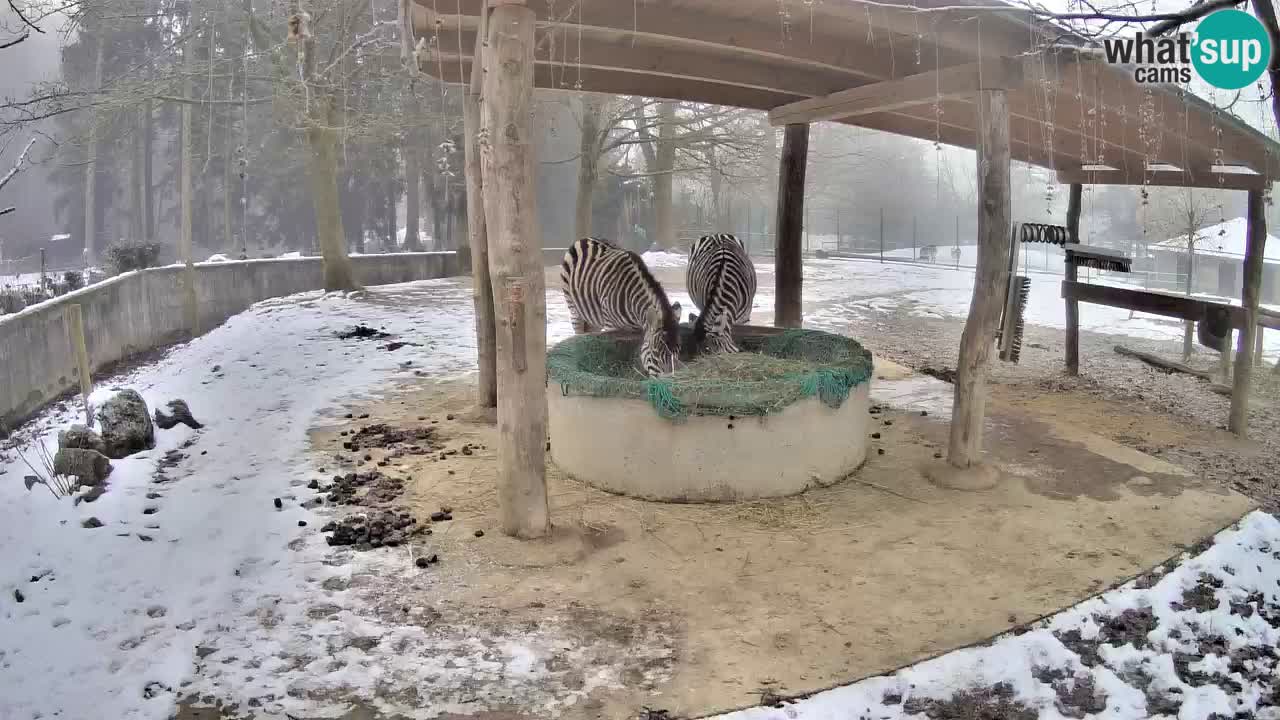 Zebre v živo v živalskem vrtu Ljubljana ZOO spletne kamere