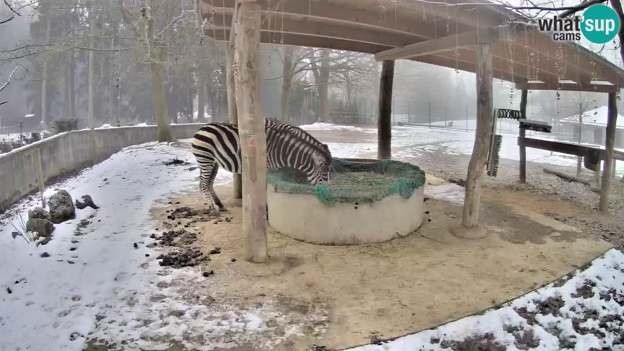 Live webcam Les zèbres in Ljubljana ZOO – Slovénie