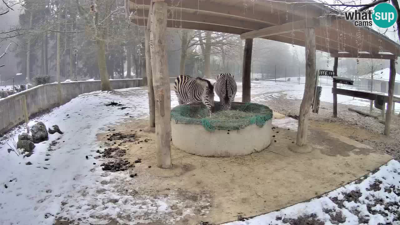 Live webcam Les zèbres in Ljubljana ZOO – Slovénie