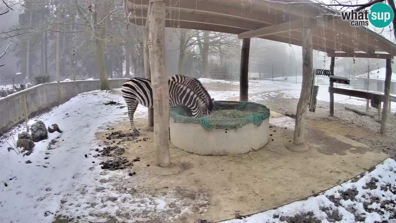 Camera en vivo Cebras in Ljubljana ZOO – Eslovenia