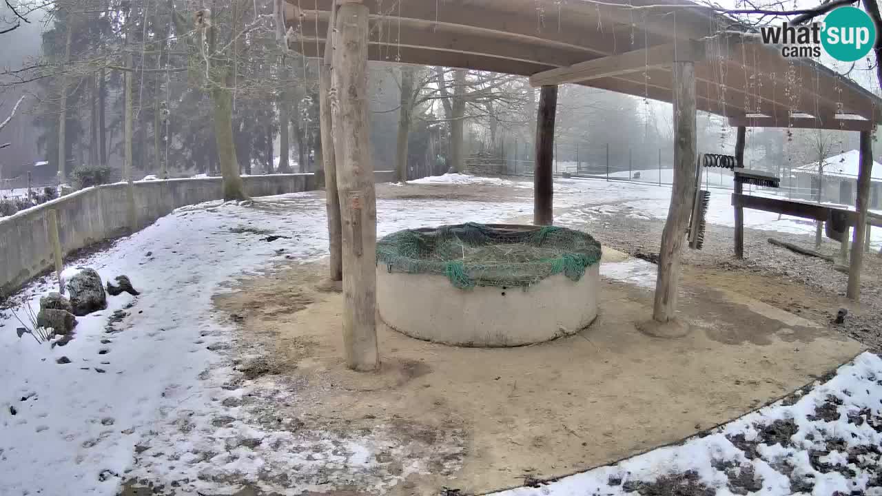 Live Webcam Zebras in Ljubljana ZOO – Slowenien