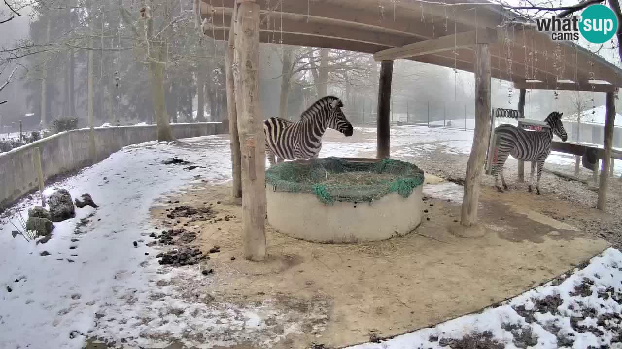 Zebre v živo v živalskem vrtu Ljubljana ZOO spletne kamere