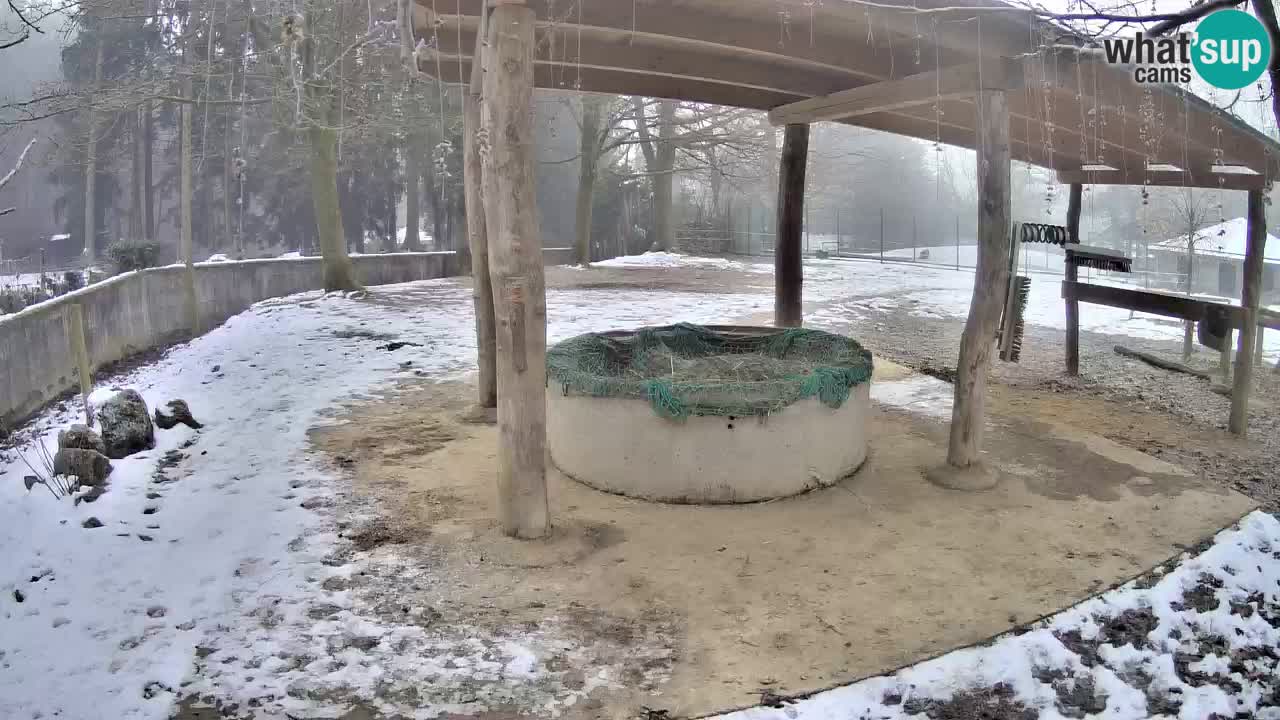 Live webcam Les zèbres in Ljubljana ZOO – Slovénie