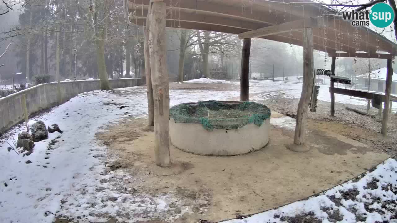 Live webcam Les zèbres in Ljubljana ZOO – Slovénie