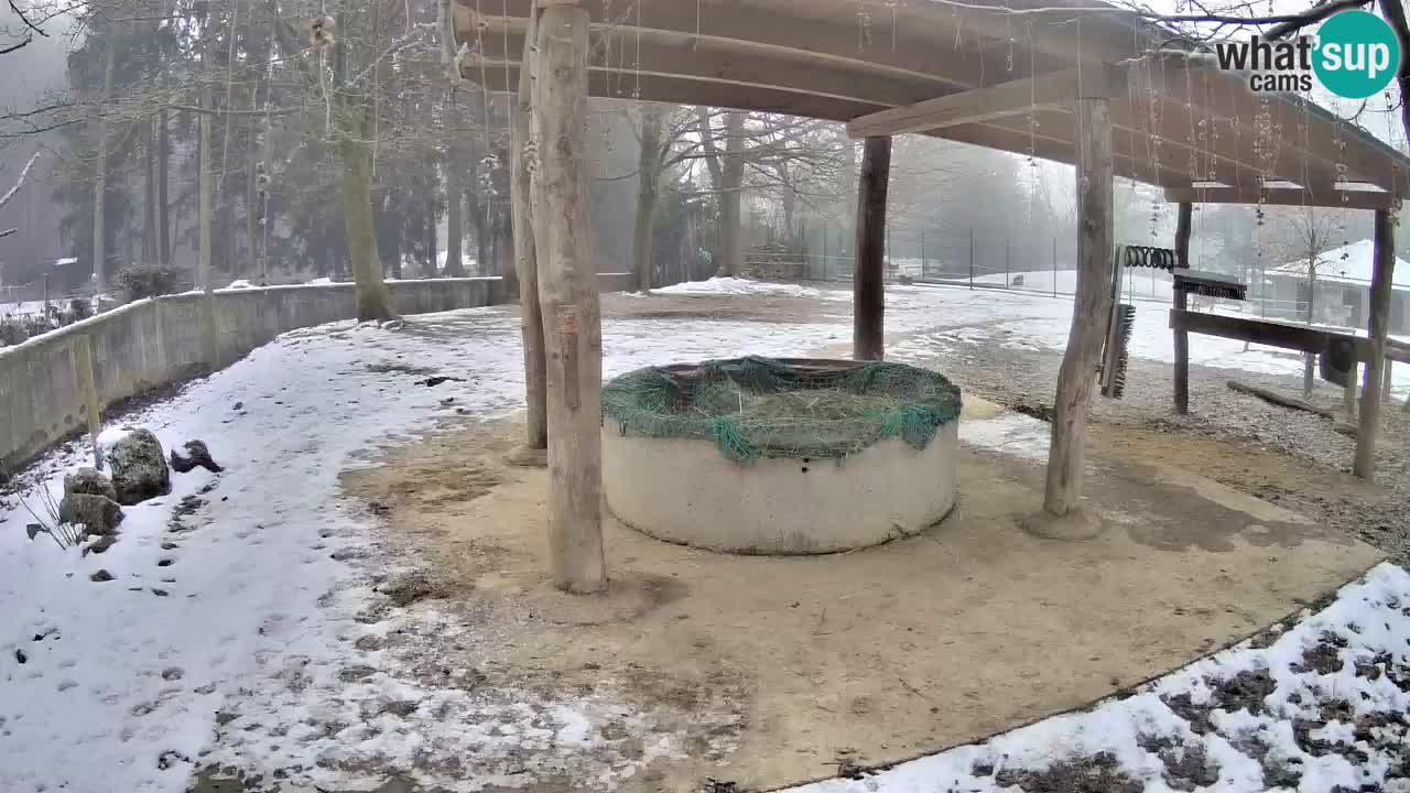 Zebre v živo v živalskem vrtu Ljubljana ZOO spletne kamere