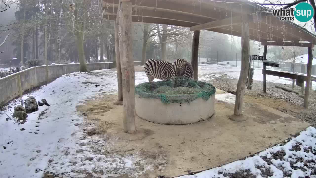 Live webcam Les zèbres in Ljubljana ZOO – Slovénie