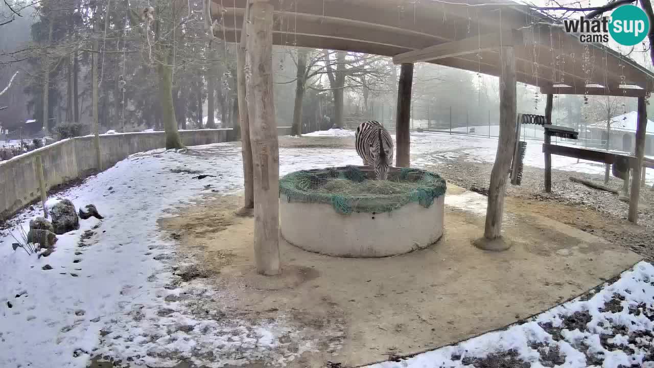 Live webcam Zebras in Ljubljana ZOO – Slovenia