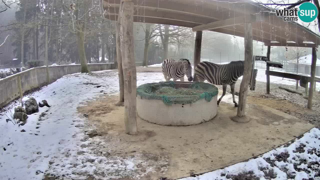 Le Zebre nello ZOO di Ljubljana – Slovenia Live webcam