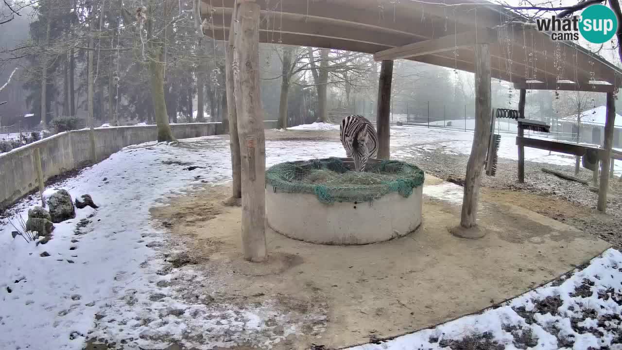 Live webcam Les zèbres in Ljubljana ZOO – Slovénie