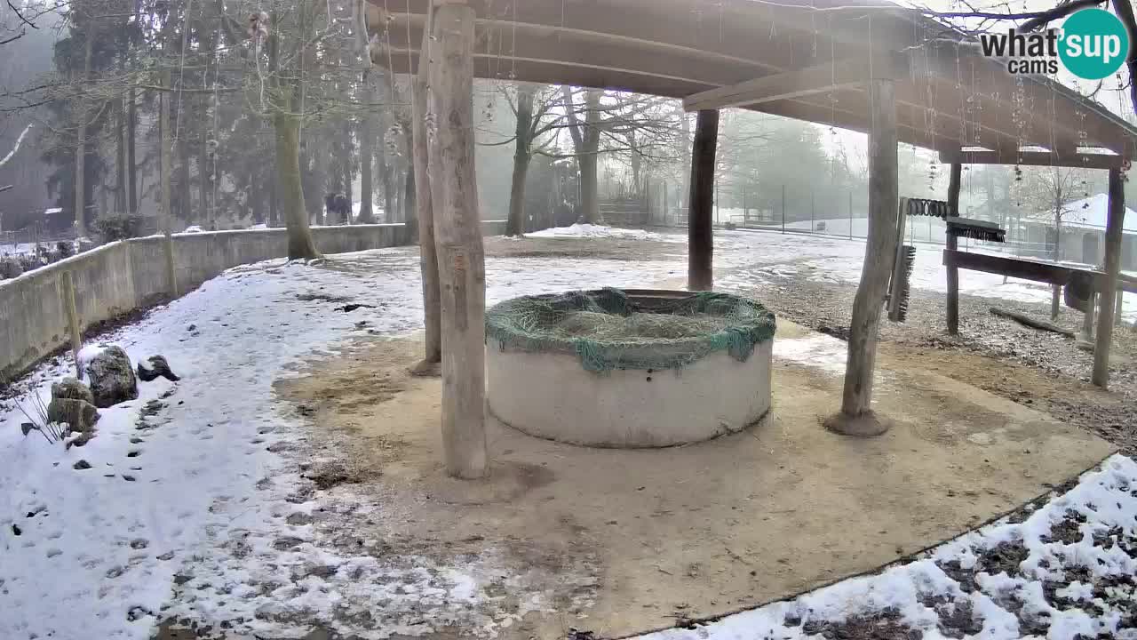 Le Zebre nello ZOO di Ljubljana – Slovenia Live webcam