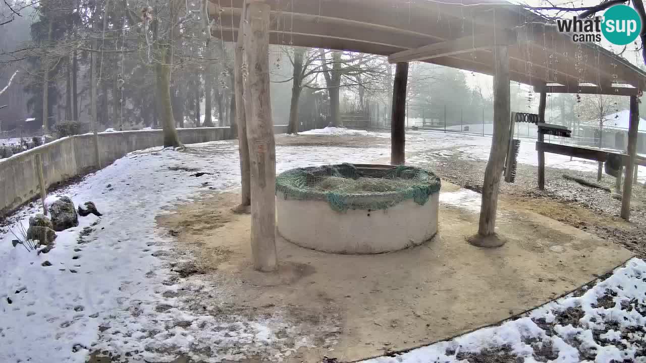 Zebre v živo v živalskem vrtu Ljubljana ZOO spletne kamere