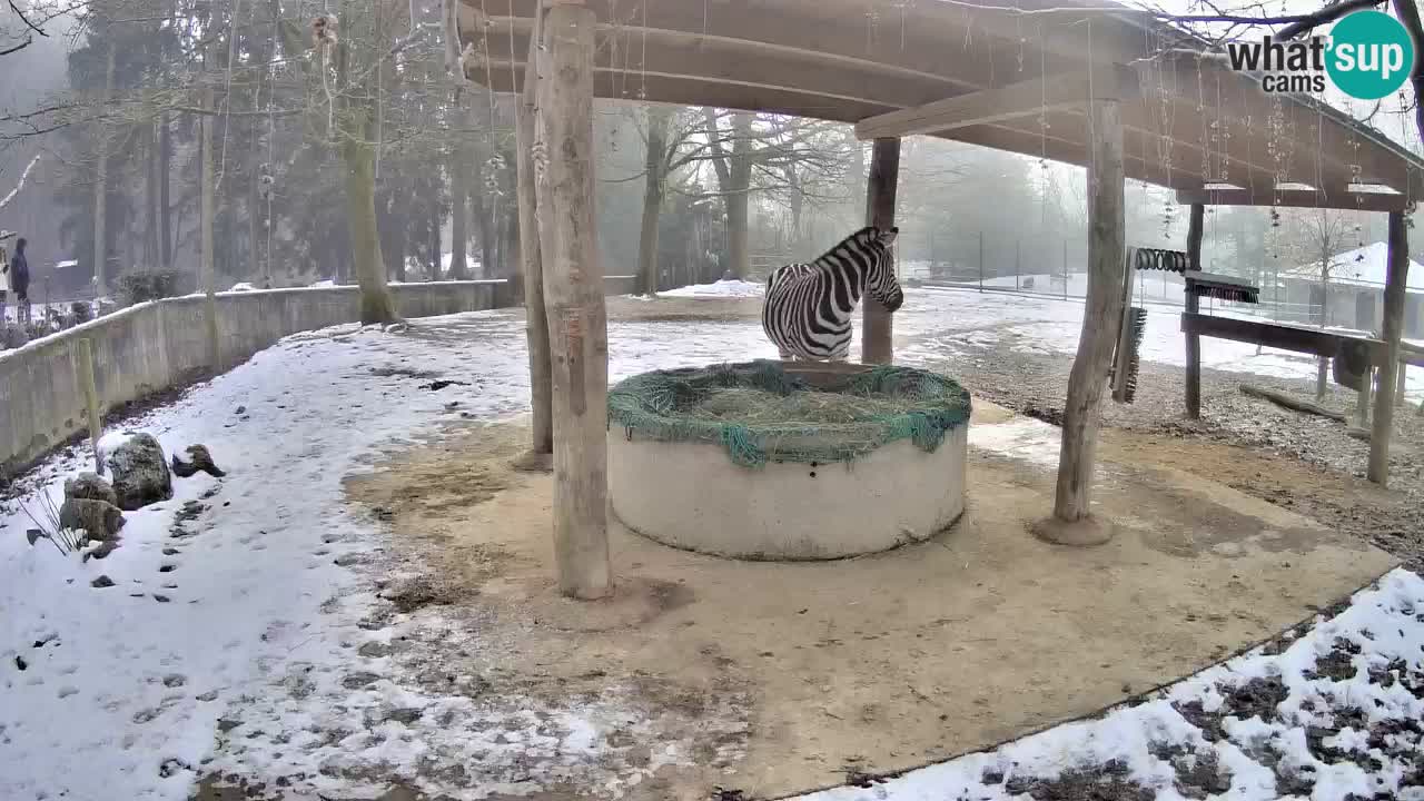 Zebre v živo v živalskem vrtu Ljubljana ZOO spletne kamere