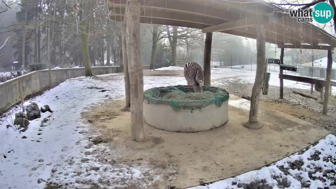 Live webcam Les zèbres in Ljubljana ZOO – Slovénie