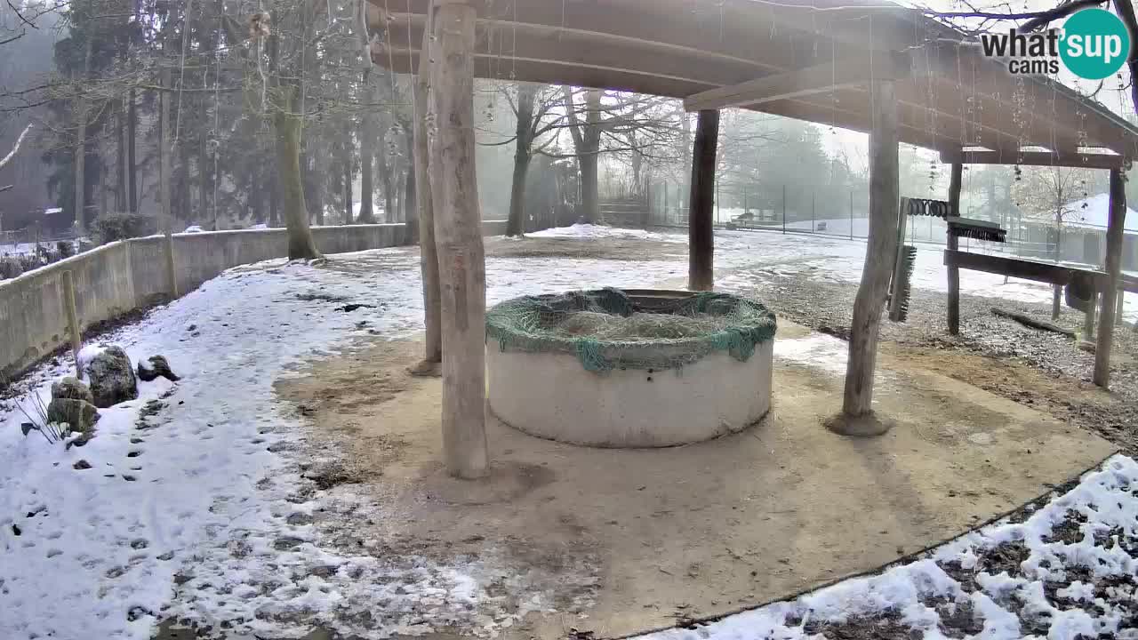 Live webcam Les zèbres in Ljubljana ZOO – Slovénie