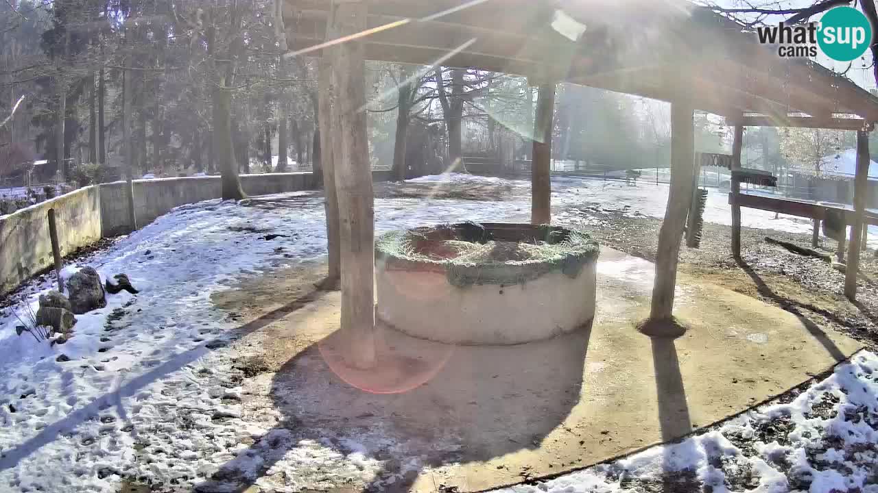 Camera en vivo Cebras in Ljubljana ZOO – Eslovenia