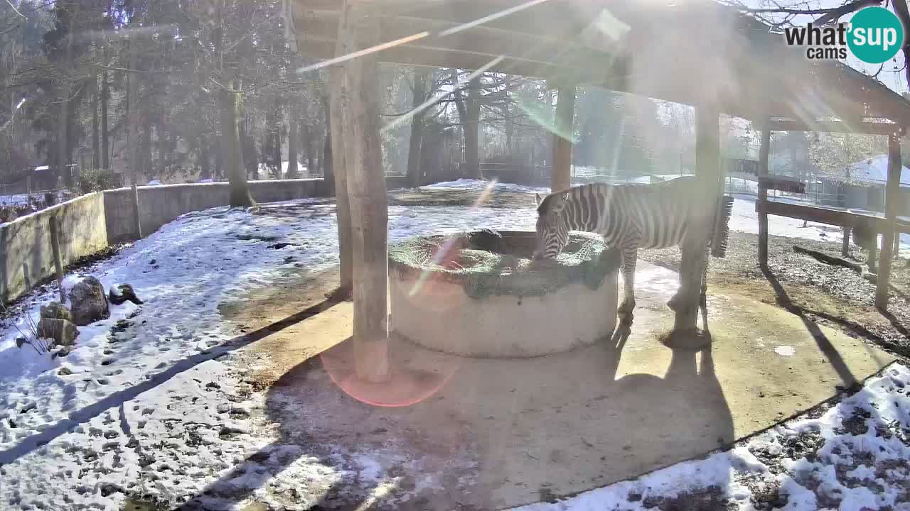 Camera en vivo Cebras in Ljubljana ZOO – Eslovenia