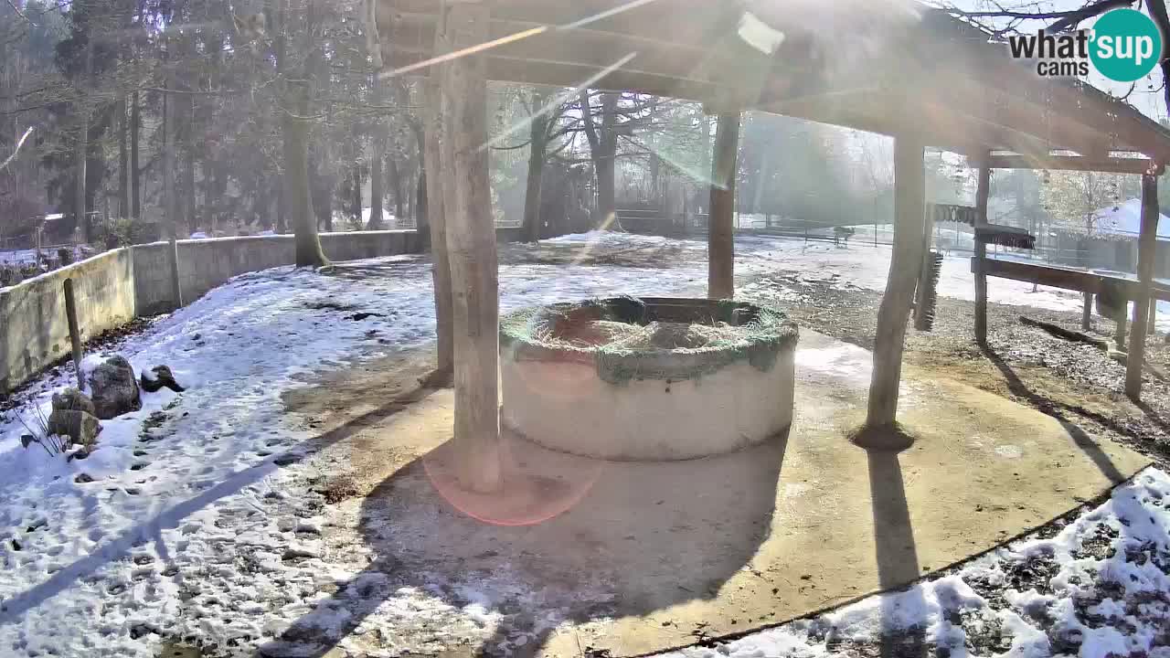 Zebre v živo v živalskem vrtu Ljubljana ZOO spletne kamere