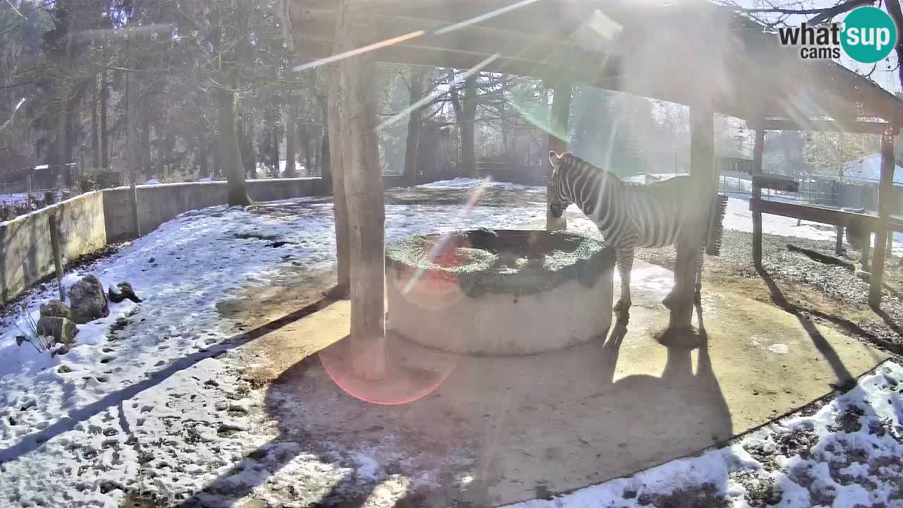 Le Zebre nello ZOO di Ljubljana – Slovenia Live webcam