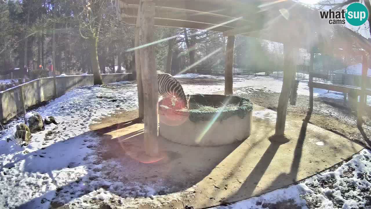 Live webcam Les zèbres in Ljubljana ZOO – Slovénie