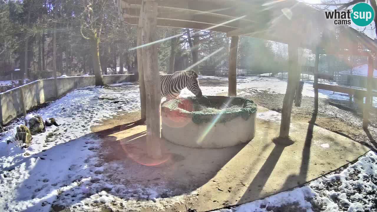 Live webcam Les zèbres in Ljubljana ZOO – Slovénie