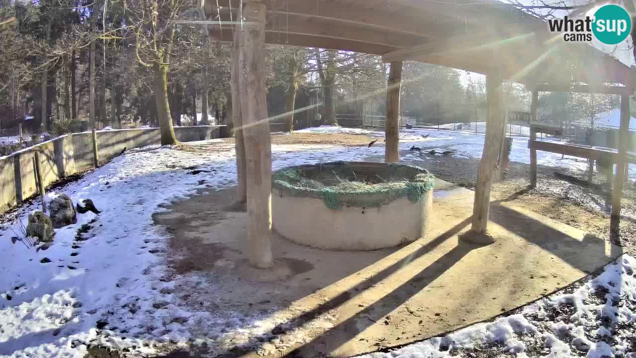 Live Webcam Zebras in Ljubljana ZOO – Slowenien