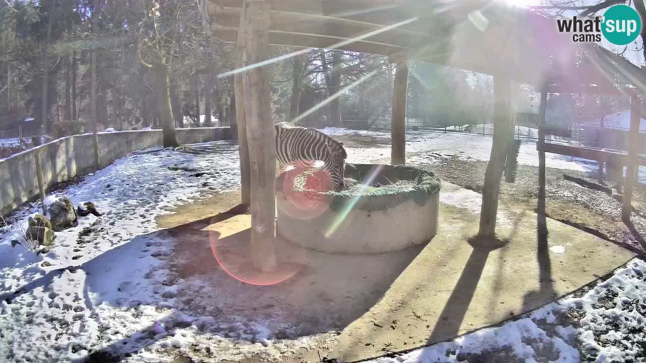 Camera en vivo Cebras in Ljubljana ZOO – Eslovenia