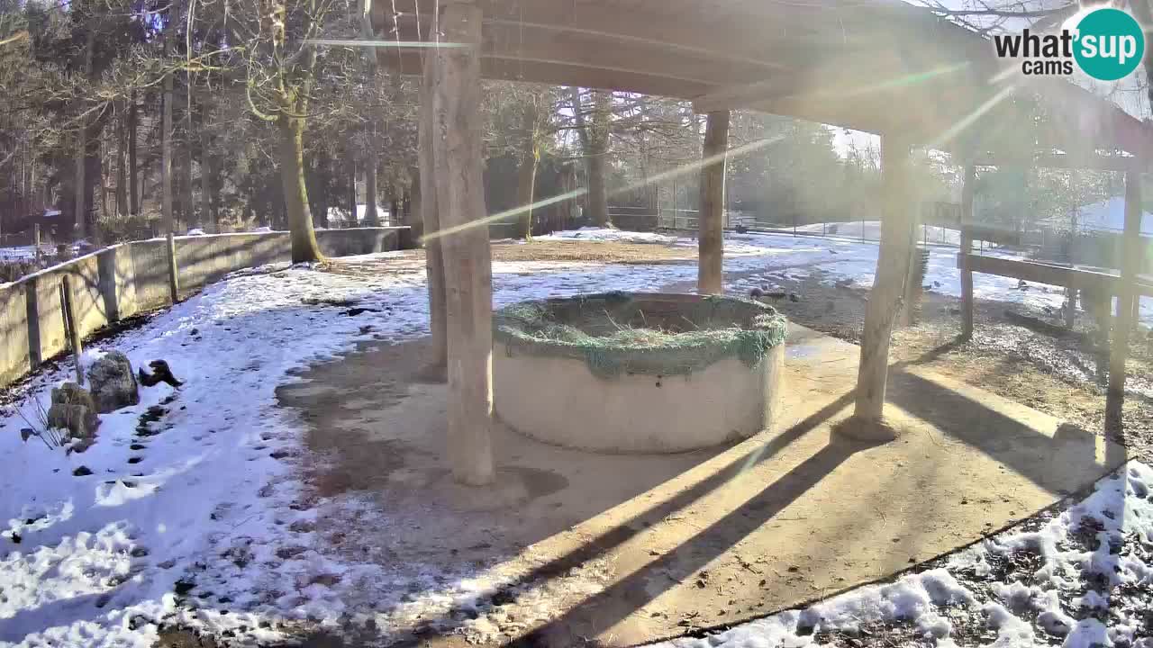 Live webcam Zebras in Ljubljana ZOO – Slovenia