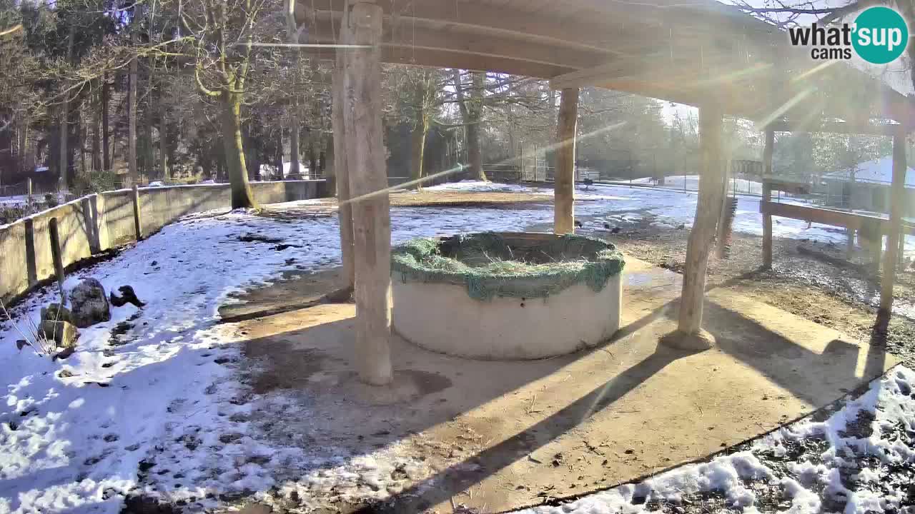 Live webcam Les zèbres in Ljubljana ZOO – Slovénie