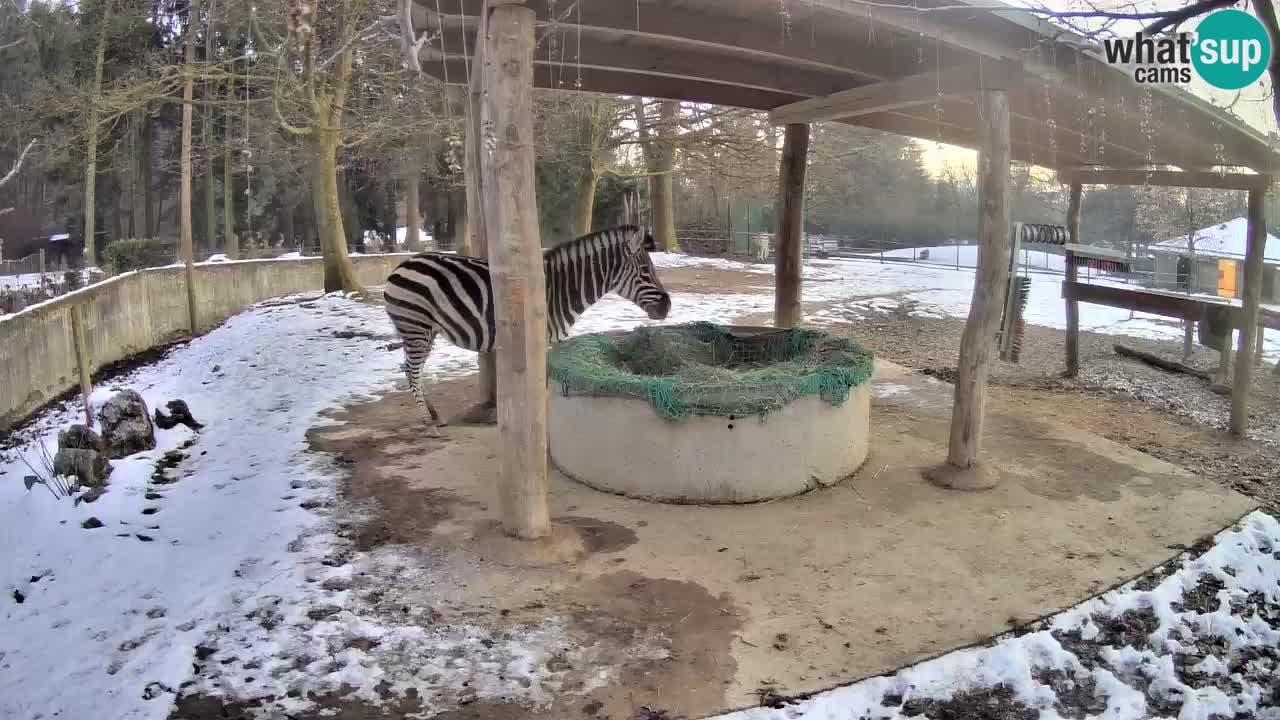 Live webcam Zebras in Ljubljana ZOO – Slovenia