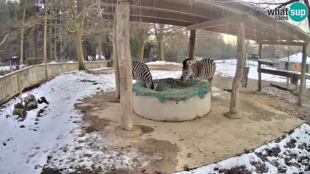 Live Webcam Zebras in Ljubljana ZOO – Slowenien