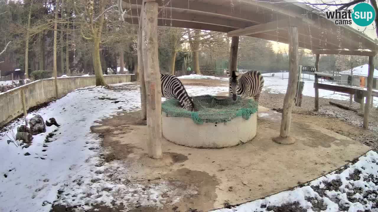 Live webcam Les zèbres in Ljubljana ZOO – Slovénie