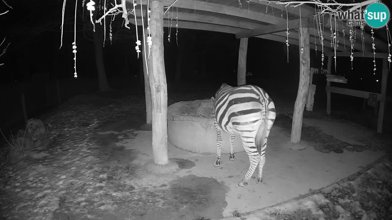 Live webcam Zebras in Ljubljana ZOO – Slovenia