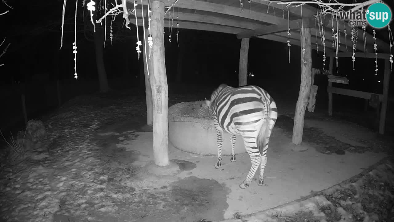 Zebre v živo v živalskem vrtu Ljubljana ZOO spletne kamere