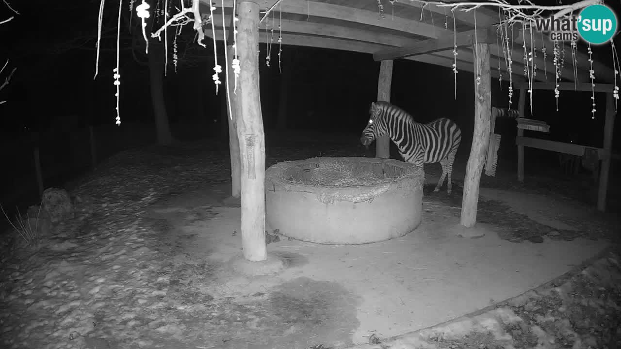 Web kamera uživo Zebras u ZOO Ljubljana – Slovenija