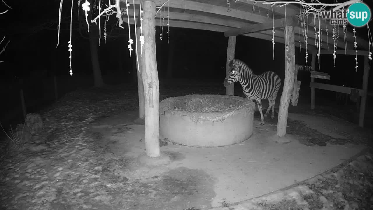 Live webcam Les zèbres in Ljubljana ZOO – Slovénie