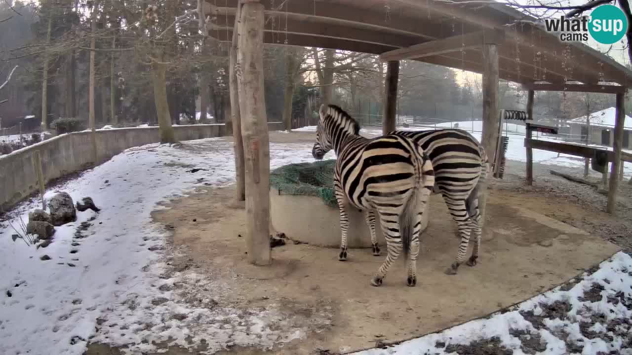 Live webcam Les zèbres in Ljubljana ZOO – Slovénie