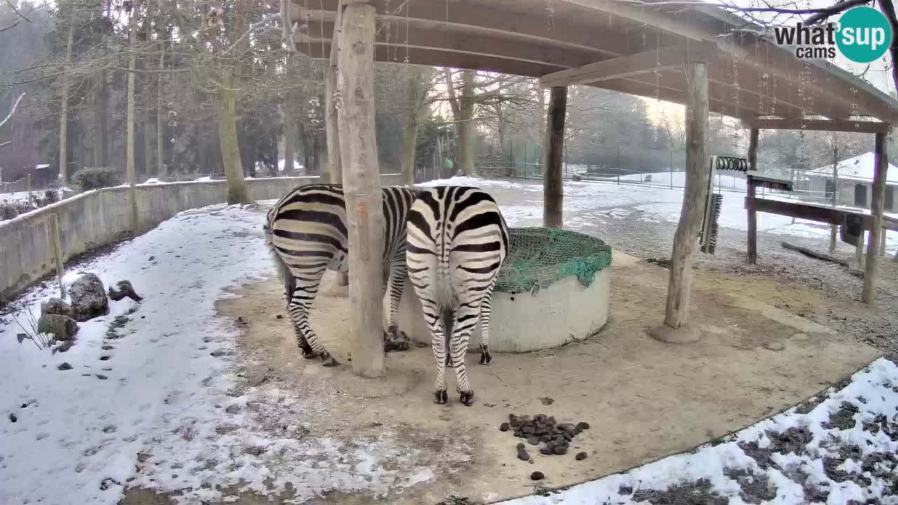 Live webcam Zebras in Ljubljana ZOO – Slovenia