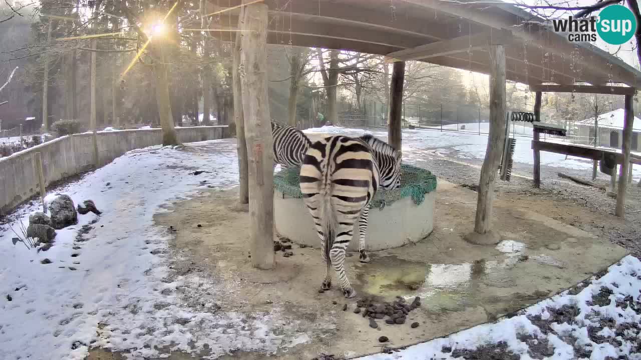 Live webcam Zebras in Ljubljana ZOO – Slovenia