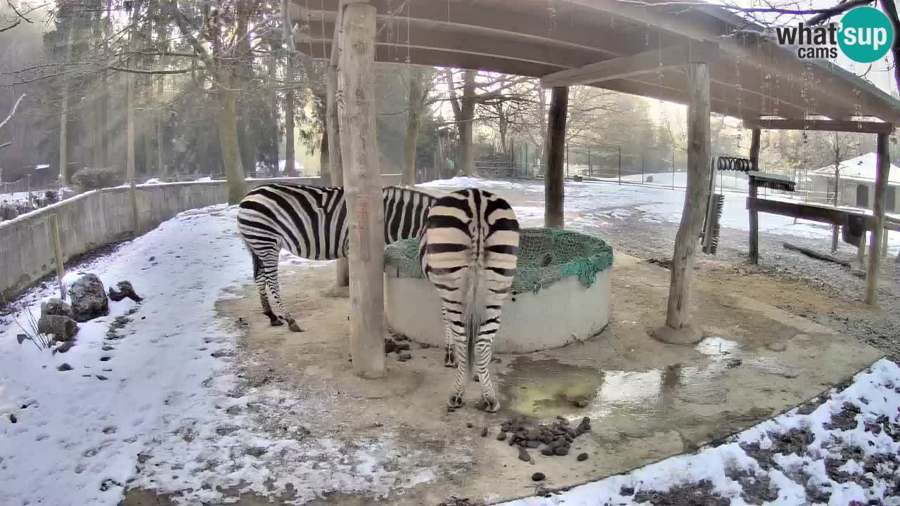 Live webcam Les zèbres in Ljubljana ZOO – Slovénie