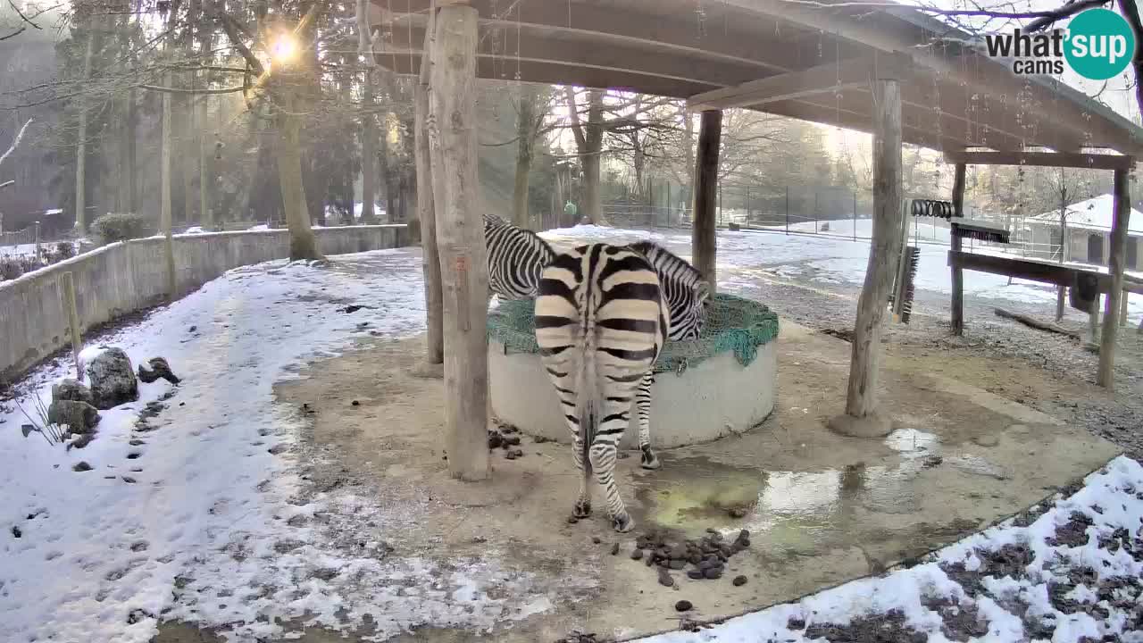 Live webcam Les zèbres in Ljubljana ZOO – Slovénie