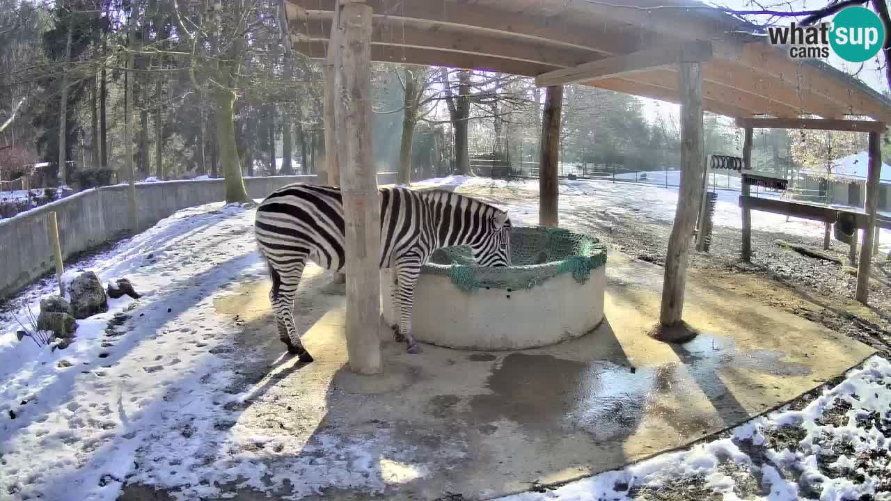 Live webcam Zebras in Ljubljana ZOO – Slovenia