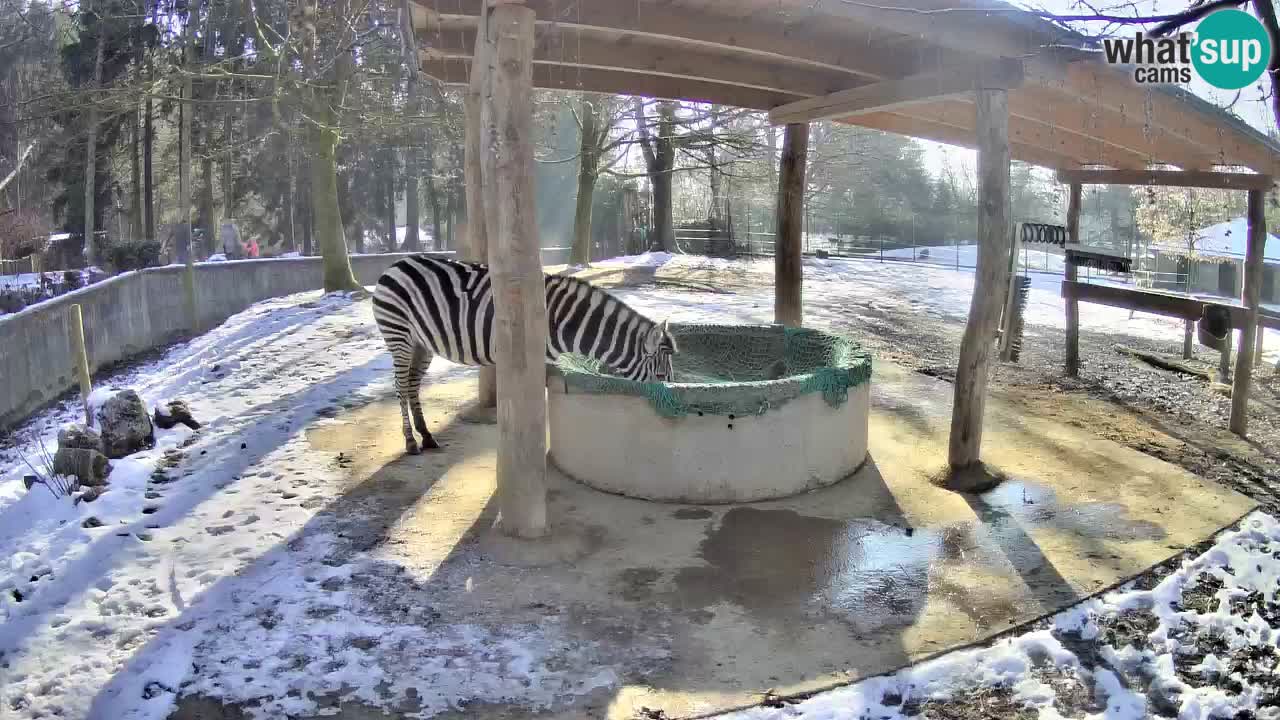 Live webcam Zebras in Ljubljana ZOO – Slovenia