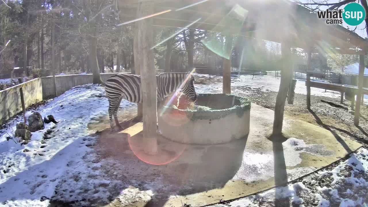 Live webcam Zebras in Ljubljana ZOO – Slovenia