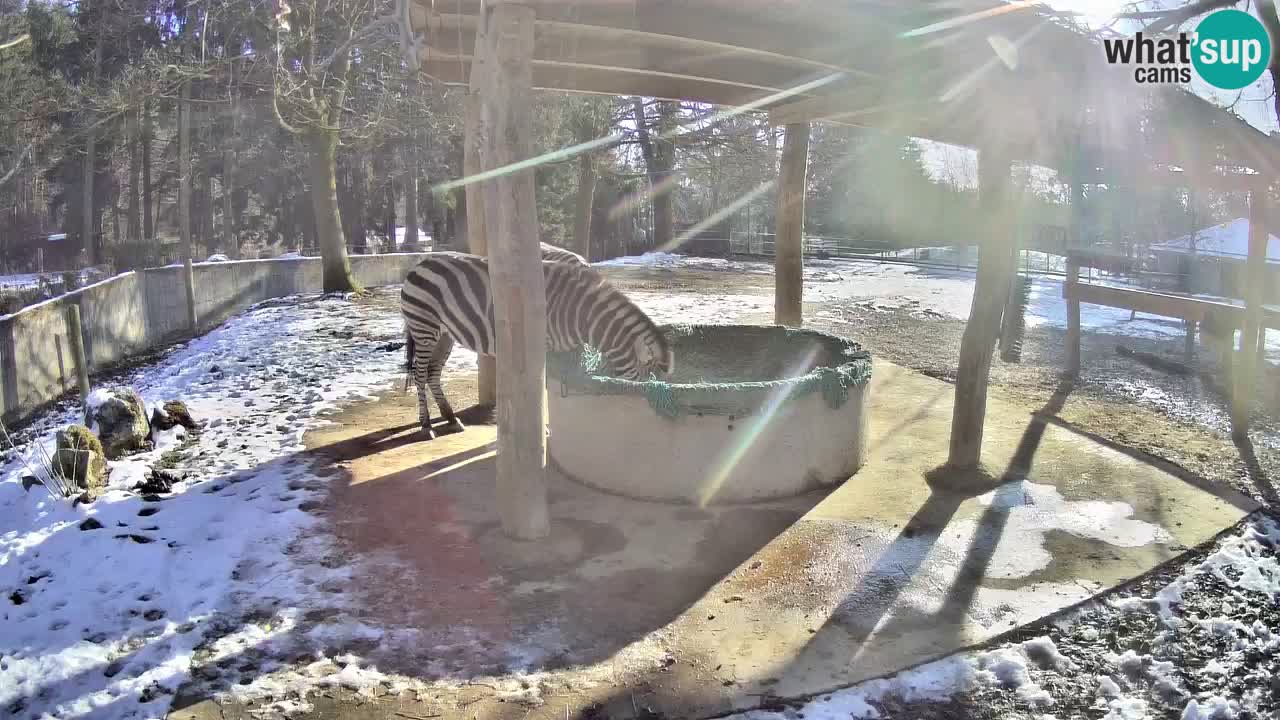 Live webcam Zebras in Ljubljana ZOO – Slovenia