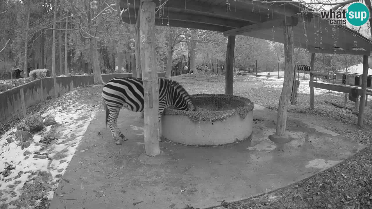 Zebre v živo v živalskem vrtu Ljubljana ZOO spletne kamere